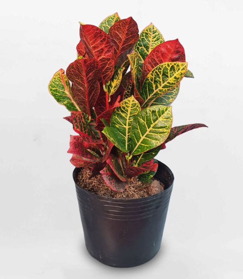 C&acirc;y phong thủy C&ocirc; T&ograve;ng L&aacute; Đốm